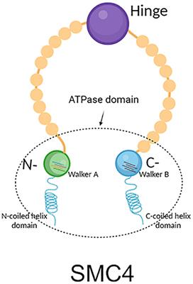 SMC4, a novel tumor prognostic marker and potential tumor therapeutic target